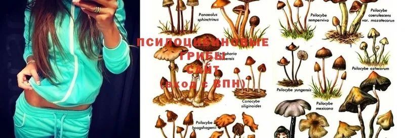 Псилоцибиновые грибы Magic Shrooms  где купить наркотик  Любань 